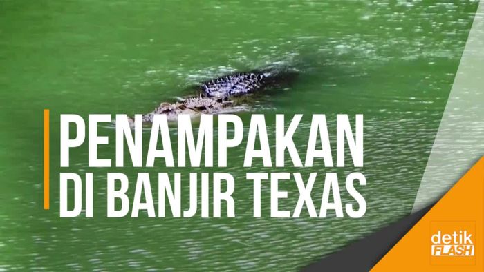 Warga Korban Banjir Texas Dikejutkan Dua Ekor Buaya
