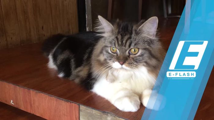 Ini Cara Menggendong Kucing yang Benar