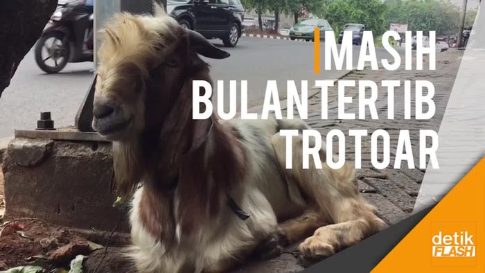 Masih Saja Ada Pedagang Bandel Jualan Hewan Kurban di Trotoar