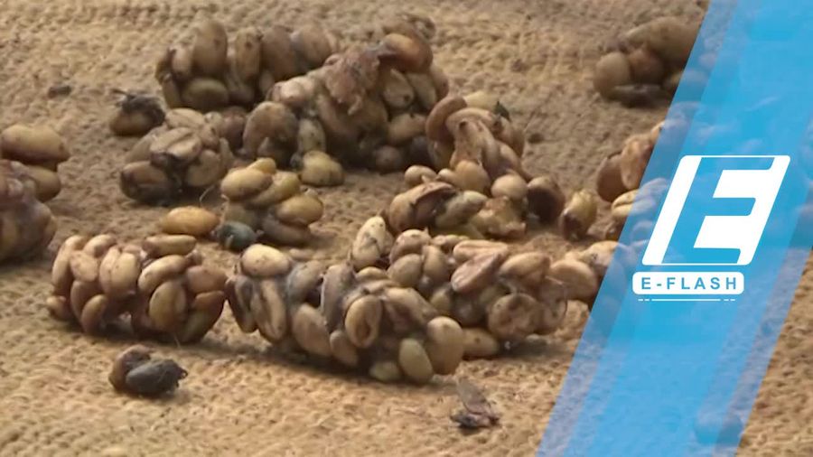 Sedapnya Menyeruput Kopi Luwak Asli Wonosalam