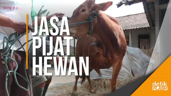 Karena Tak Cuma Manusia yang Butuh Dipijat