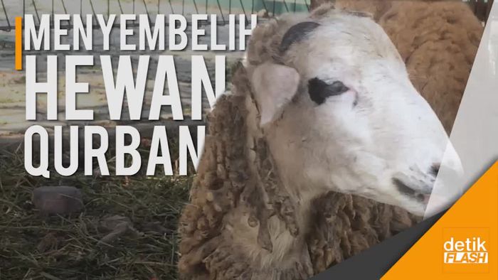 Ini Syarat dan Tata Cara Menyembelih Hewan Kurban