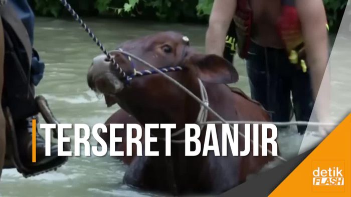 Penyelamatan Sapi dari Amukan Badai Harvey