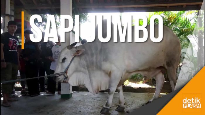 Wapres JK Serahkan Hewan Kurban di Istiqlal