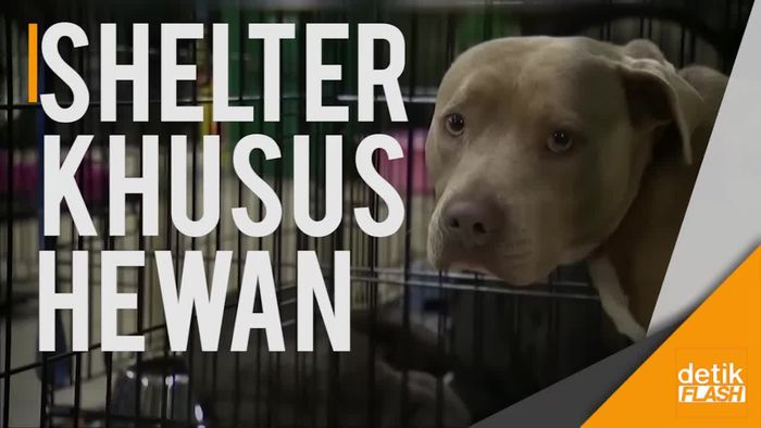 Karena Hewan-hewan Sama Pentingnya