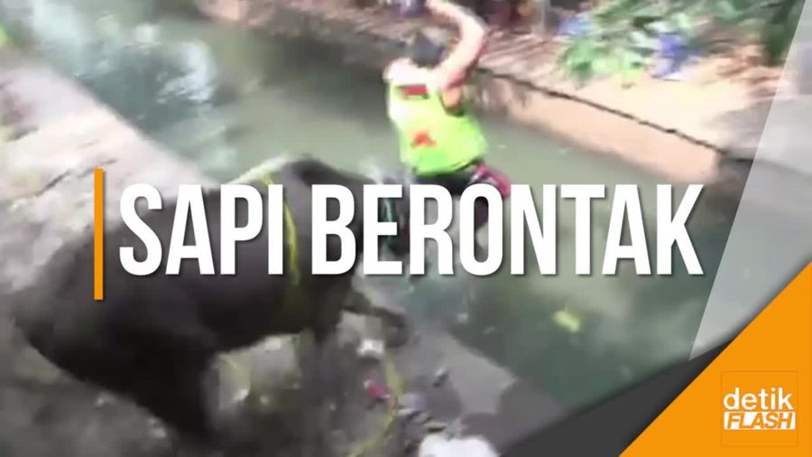 Ngamuk, Sapi Kurban Seruduk Warga