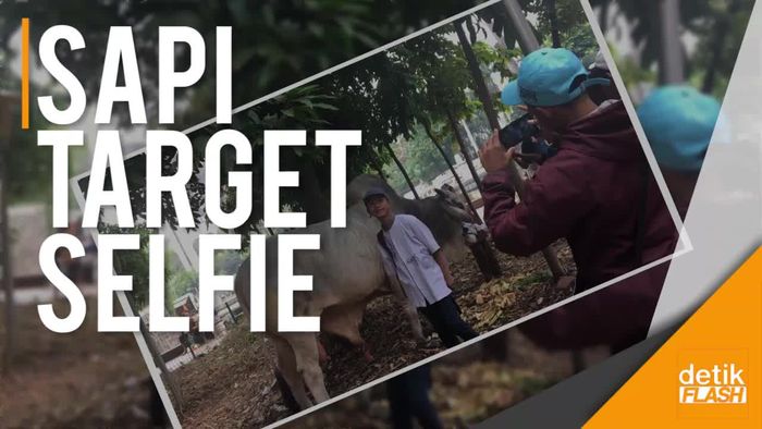 Tak Ada Jokowi, Sapinya Pun Jadi