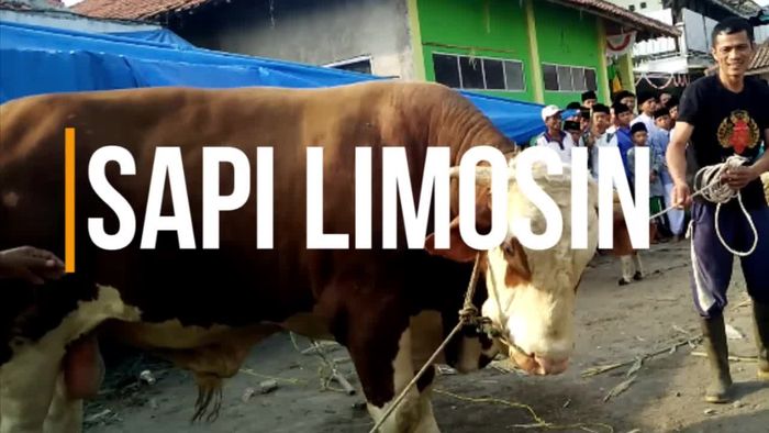 Menhub Titip Sapi 1,2 Ton di Pesantren 