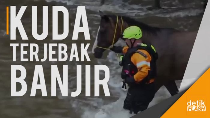 Heroik, Penyelamatan Kuda Terjebak Banjir Akibat Badai Harvey
