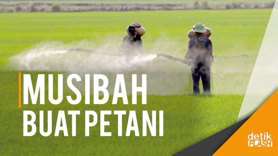 63.000 Hektare Sawah di Indonesia Terserang Hama Wereng
