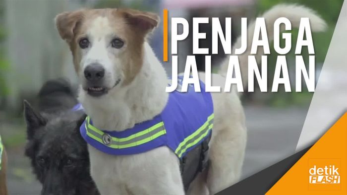 Aksi Pasukan Anjing Liar Thailand