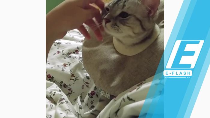 Gemas! Pakai Aksesori Leher, Kucing Ini Melenggang Bak Model