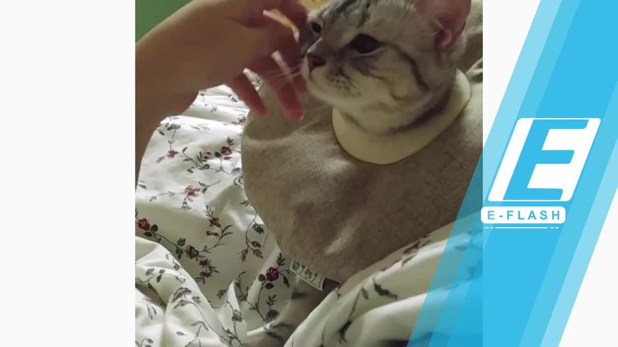 Gemas! Pakai Aksesori Leher, Kucing Ini Melenggang Bak Model