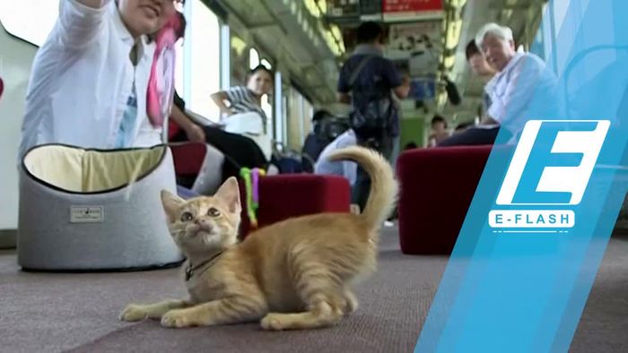Ada Kereta Kafe Kucing Pertama di Jepang