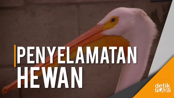Hewan-hewan yang Diselamatkan dari Badai Irma