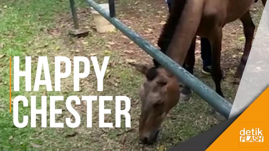 Mengintip Kegiatan Chester di Rumah Barunya