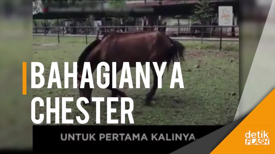 Kuda Chester Kini Tak Lagi Rasakan Cambuk Meski Kelelahan