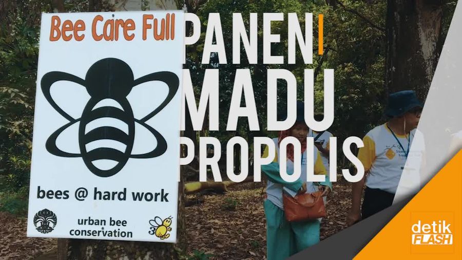 Begini Serunya Panen Propolis Lebah Trigona di Hutan Kota UI