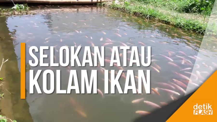 Begini Jika Selokan Jorok Disulap Jadi Lahan Budidaya Ikan