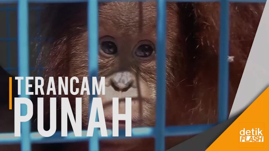 Miris! Orangutan Sumatera Diselundupkan ke Thailand