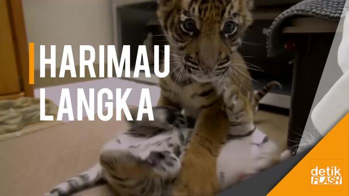 Ada Anak Harimau Sumatera di Amerika