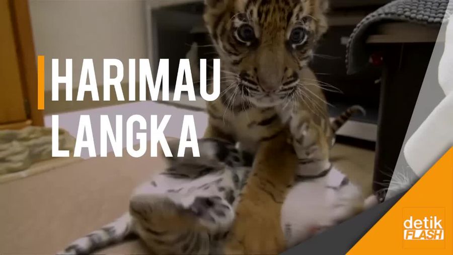 Ada Anak Harimau Sumatera di Amerika
