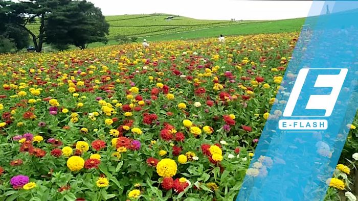 Warna-warni Menggoda Mata di Hitachi Seaside Park