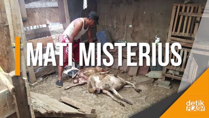 Kambing Warga di Kota Malang Mati Misterius