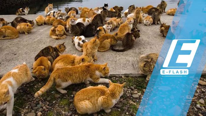 Kucing di Pulau Ini 6 Kali Lipat Lebih Banyak dari Penduduk!