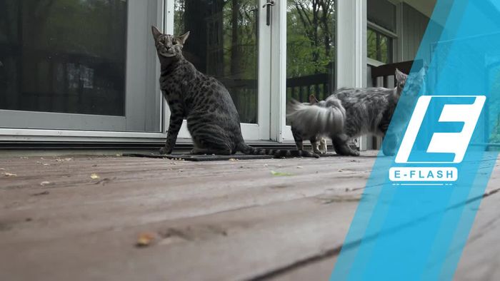 Inilah Cygnus, Kucing dengan Ekor Terpanjang di Dunia!