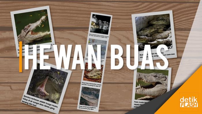 Mengenal Fakta-fakta Buaya  