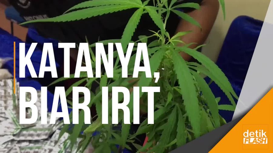Tanam Lima Pohon Ganja, Warga Tambora Diciduk