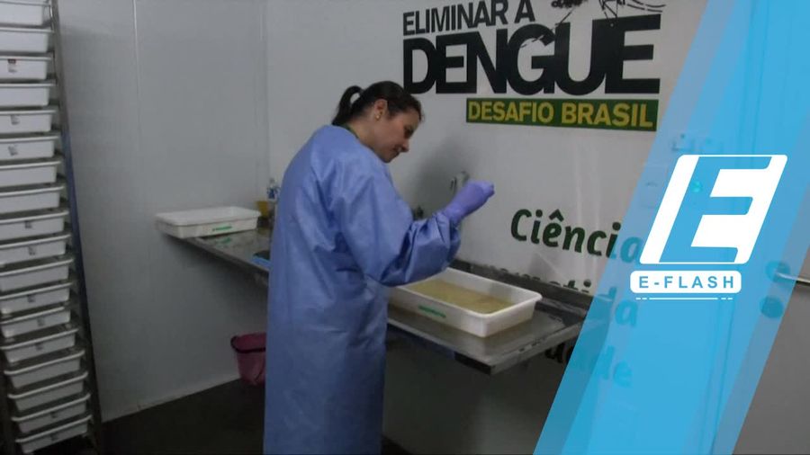 Ilmuwan Brasil Ciptakan Nyamuk Antibodi DBD