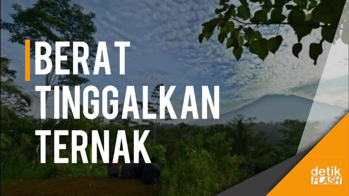 Gunung Agung Awas, Ada Warga Emoh Ngungsi karena Pikirkan Ternak  