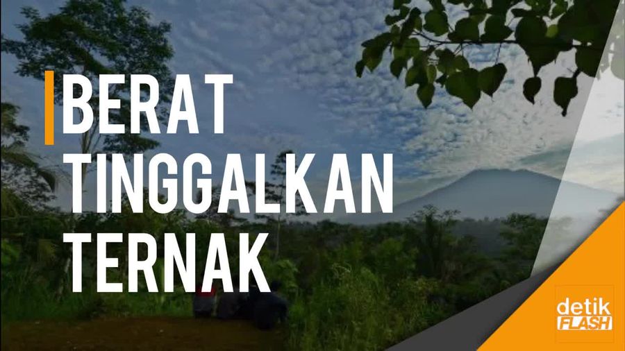 Gunung Agung Awas, Ada Warga Emoh Ngungsi karena Pikirkan Ternak  