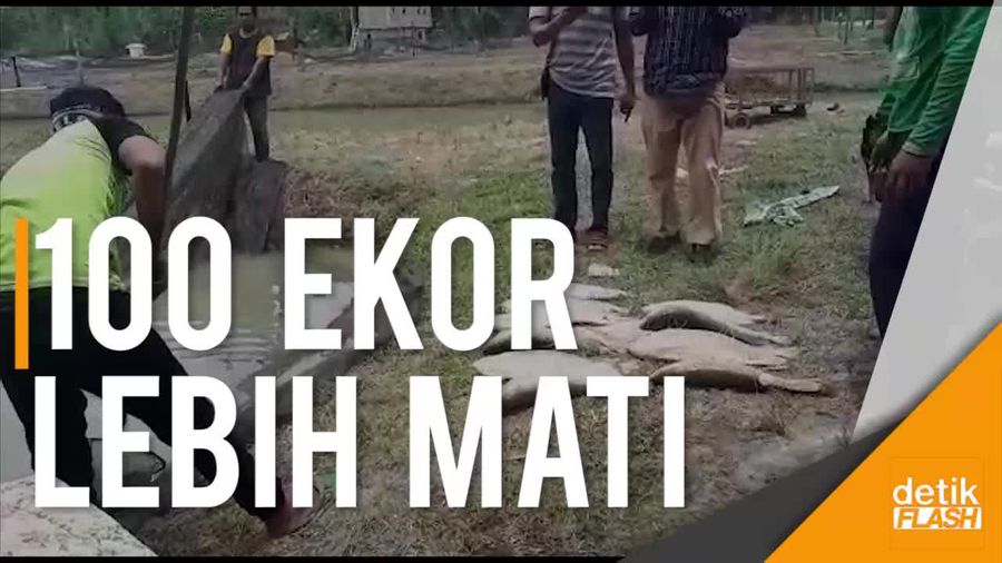 Banyak Ikan Arwana Mati di Riau, Diduga Akibat Lumpur Proyek Tol