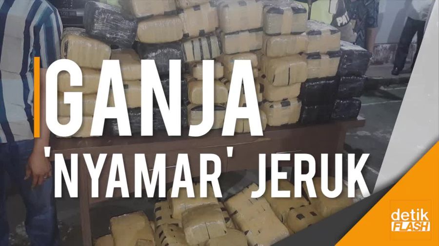 Duh! Sopir Pikap Ini Tak Sadar Bawa Ganja 250 Kilogram