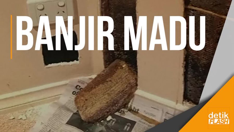 Kawanan Lebah Menyerbu Sebuah Rumah, Apa Jadinya?