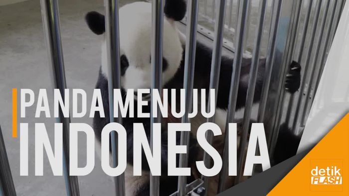 Sepasang Panda China Diterbangkan ke Indonesia