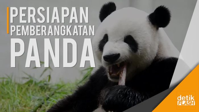 Melihat Persiapan Panda  Sebelum Dikirim ke Indonesia  