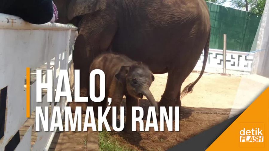 Aksi Malu-malu Rani, Bayi Gajah yang Belum Genap Berusia Sebulan