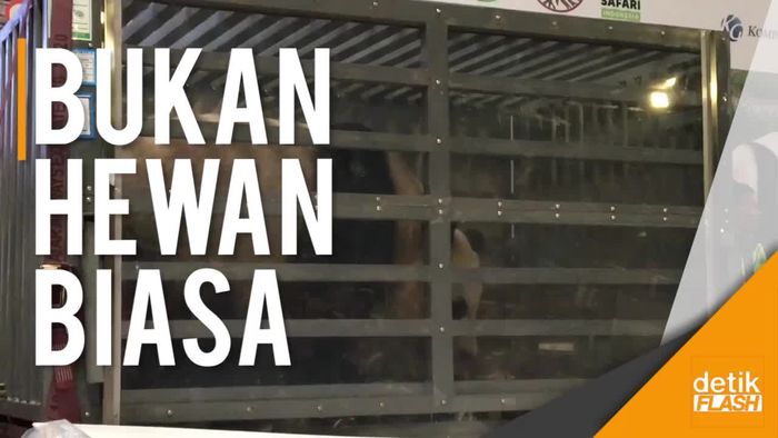 Diplomasi Panda ala Tiongkok-Indonesia