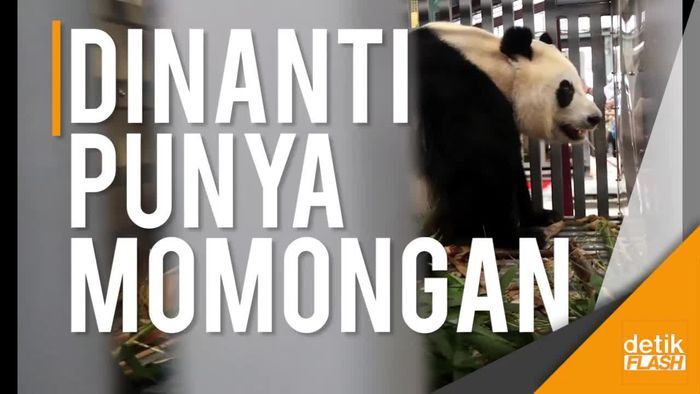 Panda Raksasa Cai Tao dan Hu Chun Ternyata Tengah Pacaran