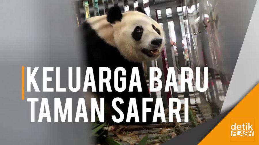 Selamat Datang Cai Tao & Hu Chun, Giant Panda Asal Tiongkok