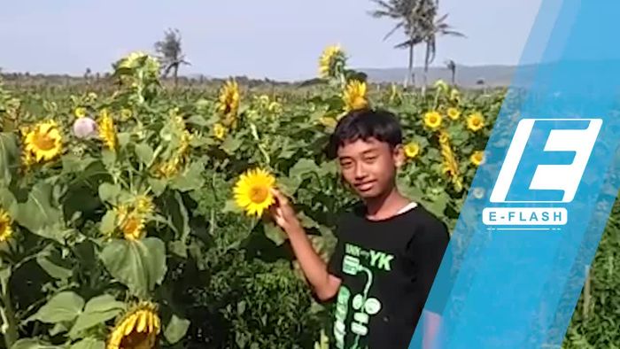 Ada Taman Bunga Matahari Instagramable di Bantul