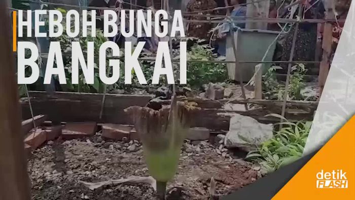 Mendadak Heboh dengan Kehadiran Tumbuhan Mirip Bunga Bangkai