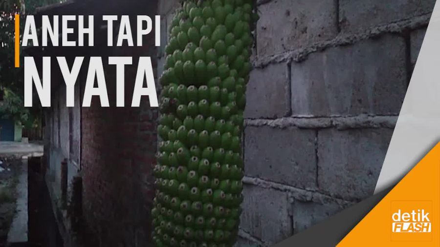 Unik! Ada Pohon Pisang Berbuah Seribu di Cirebon  