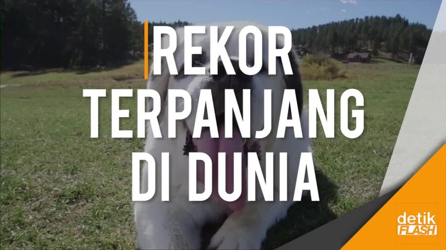 Wow! Lidah Anjing Ini Terpanjang Sedunia  