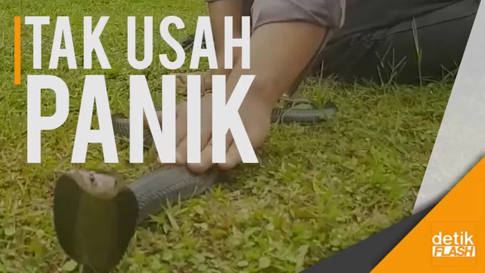 Jika Kamu Bertemu Ular