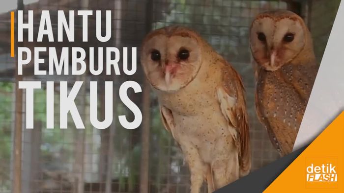 Mengembalikan Peran Hantu Pemburu Tikus
